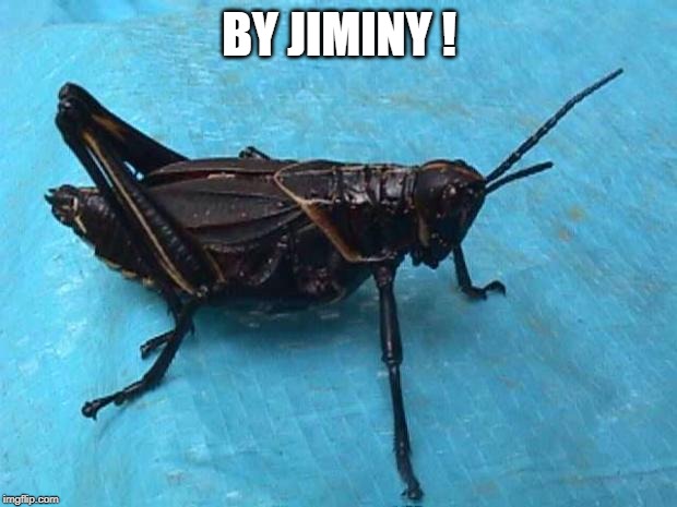 Cricket  | BY JIMINY ! | image tagged in cricket | made w/ Imgflip meme maker