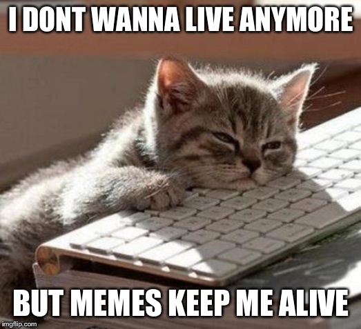 tired cat | I DONT WANNA LIVE ANYMORE; BUT MEMES KEEP ME ALIVE | image tagged in tired cat | made w/ Imgflip meme maker