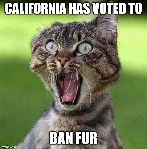 Shocked Cat | CALIFORNIA HAS VOTED TO; BAN FUR | image tagged in shocked cat | made w/ Imgflip meme maker