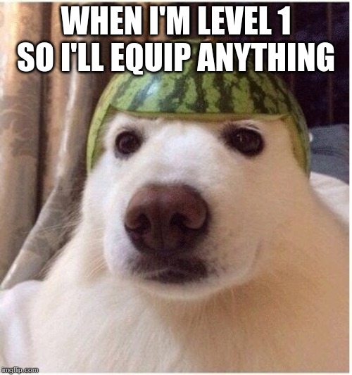 Cute puppy | WHEN I'M LEVEL 1 SO I'LL EQUIP ANYTHING | image tagged in watermelon doggo | made w/ Imgflip meme maker