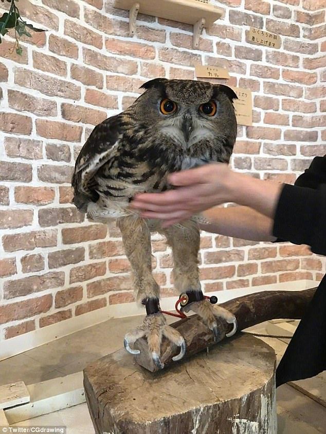owl legs Blank Meme Template