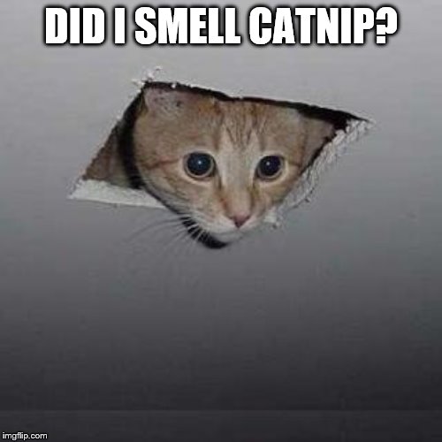 Ceiling Cat Meme | DID I SMELL CATNIP? | image tagged in memes,ceiling cat | made w/ Imgflip meme maker