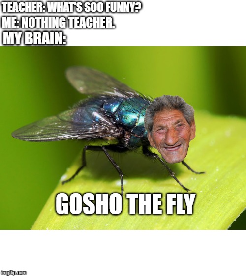 Ivan the Fly | TEACHER: WHAT'S SOO FUNNY? ME: NOTHING TEACHER. MY BRAIN:; GOSHO THE FLY | image tagged in ivan the fly | made w/ Imgflip meme maker