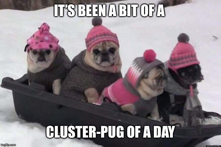 Cluster Pug | IT’S BEEN A BIT OF A; CLUSTER-PUG OF A DAY | image tagged in cluster pug | made w/ Imgflip meme maker