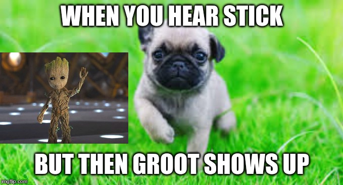 WHEN YOU HEAR STICK; BUT THEN GROOT SHOWS UP | image tagged in pugs | made w/ Imgflip meme maker
