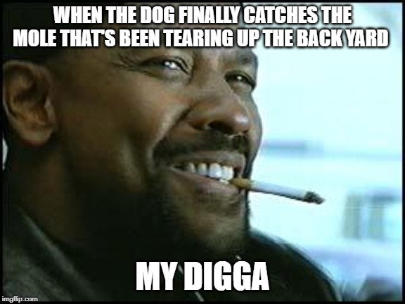 My Digga | WHEN THE DOG FINALLY CATCHES THE MOLE THAT'S BEEN TEARING UP THE BACK YARD; MY DIGGA | image tagged in denzel,dog | made w/ Imgflip meme maker