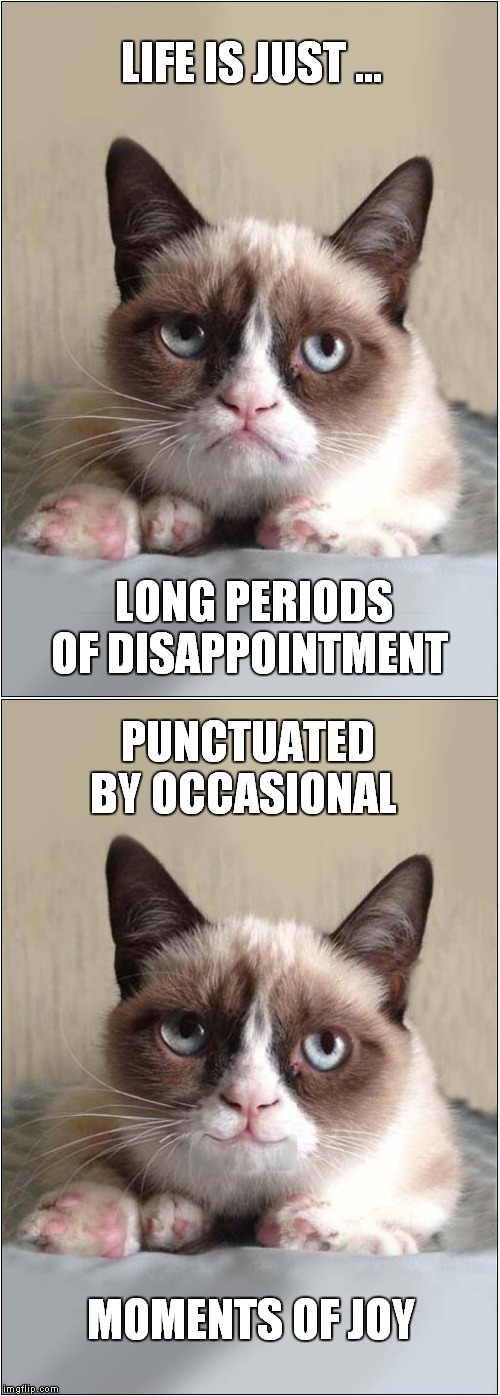 Grumpys Philosophical Thought | LIFE IS JUST ... LONG PERIODS OF DISAPPOINTMENT; PUNCTUATED BY OCCASIONAL; MOMENTS OF JOY | image tagged in fun,cats,grumpy cat | made w/ Imgflip meme maker
