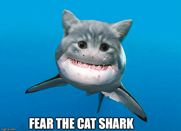 FEAR THE CAT SHARK | made w/ Imgflip meme maker