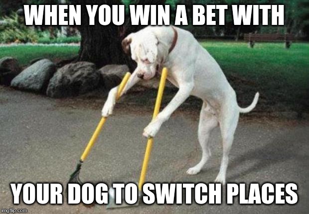 Dog poop | WHEN YOU WIN A BET WITH; YOUR DOG TO SWITCH PLACES | image tagged in dog poop | made w/ Imgflip meme maker
