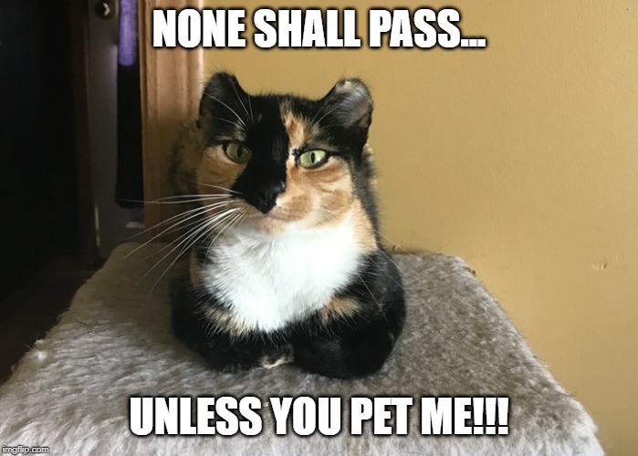 NONE SHALL PASS... UNLESS YOU PET ME!!! | image tagged in cat | made w/ Imgflip meme maker