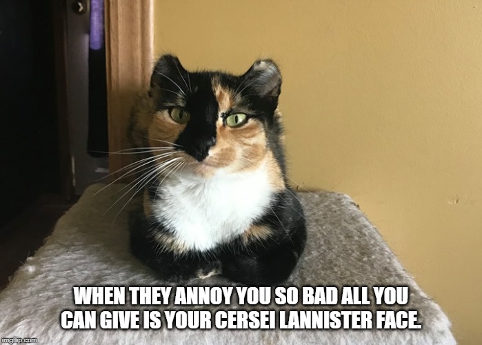 WHEN THEY ANNOY YOU SO BAD ALL YOU CAN GIVE IS YOUR CERSEI LANNISTER FACE. | image tagged in cat | made w/ Imgflip meme maker