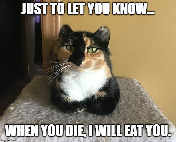 JUST TO LET YOU KNOW... WHEN YOU DIE, I WILL EAT YOU. | image tagged in cute cat,cat | made w/ Imgflip meme maker