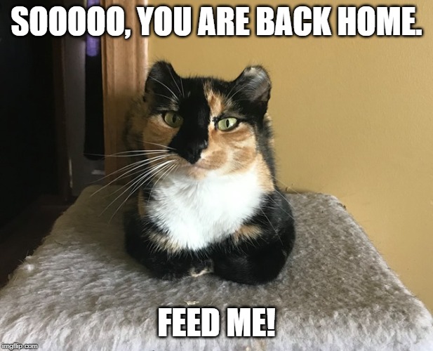 SOOOOO, YOU ARE BACK HOME. FEED ME! | image tagged in cute cat,cat | made w/ Imgflip meme maker