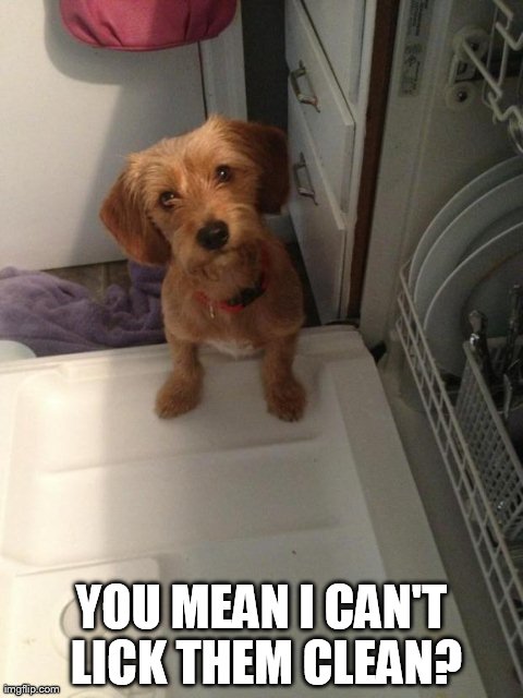 image tagged in cute,dogs,animals | made w/ Imgflip meme maker