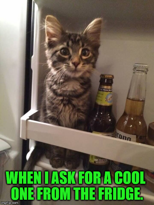 Cool cat | WHEN I ASK FOR A COOL 
ONE FROM THE FRIDGE. | image tagged in cats | made w/ Imgflip meme maker