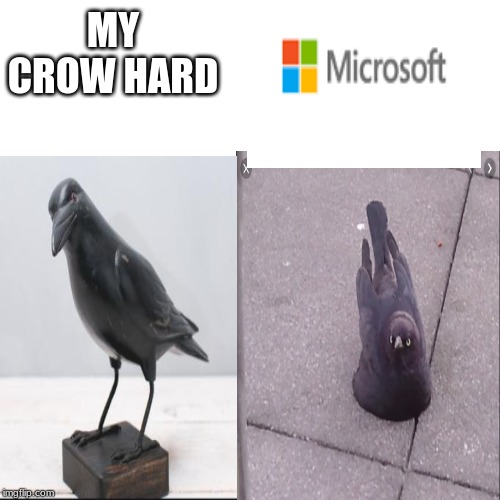 Microsoft | MY CROW HARD | image tagged in tweety bird | made w/ Imgflip meme maker