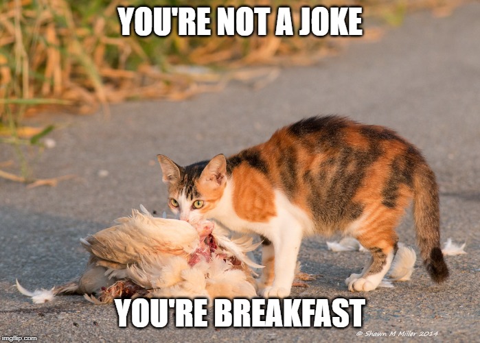 Cat eating chicken | YOU'RE NOT A JOKE YOU'RE BREAKFAST | image tagged in cat eating chicken | made w/ Imgflip meme maker
