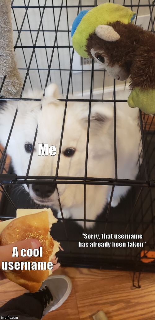 Dog wants sub | Me; "Sorry, that username has already been taken"; A cool username | image tagged in dog wants sub,dankmemes | made w/ Imgflip meme maker