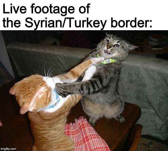 As reported by my alphabetti spaghetti | Live footage of the Syrian/Turkey border: | image tagged in two cats fighting for real,memes,syria,turkey | made w/ Imgflip meme maker