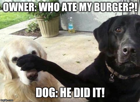 Dogs | OWNER: WHO ATE MY BURGER?! DOG: HE DID IT! | image tagged in dogs | made w/ Imgflip meme maker