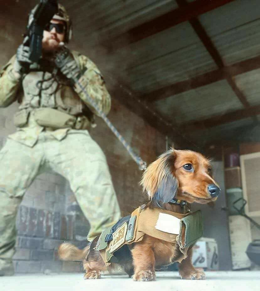 Military Dachshund Blank Meme Template