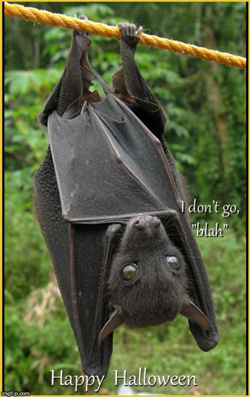 helps if you have seen Hotel Transylvania- Happy Halloween | image tagged in transylvania,lol,happy halloween,funny,cute animals,cute bats | made w/ Imgflip meme maker