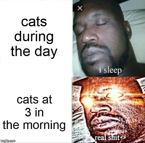 Sleeping Shaq | cats during the day; cats at 3 in the morning | image tagged in memes,sleeping shaq | made w/ Imgflip meme maker