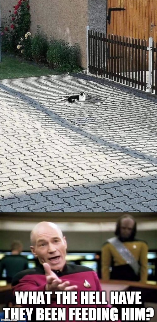 HOW HEAVY IS THAT CAT? | WHAT THE HELL HAVE THEY BEEN FEEDING HIM? | image tagged in memes,picard wtf,cats | made w/ Imgflip meme maker