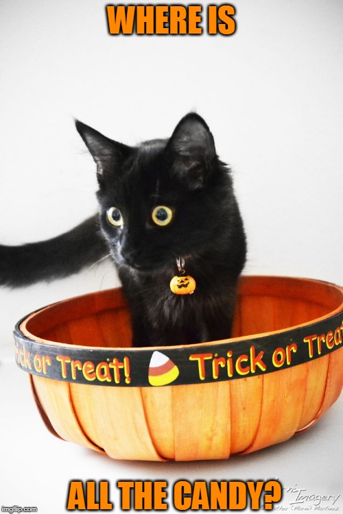 WERE GIVING AWAY KITTIES | WHERE IS; ALL THE CANDY? | image tagged in cats,halloween | made w/ Imgflip meme maker