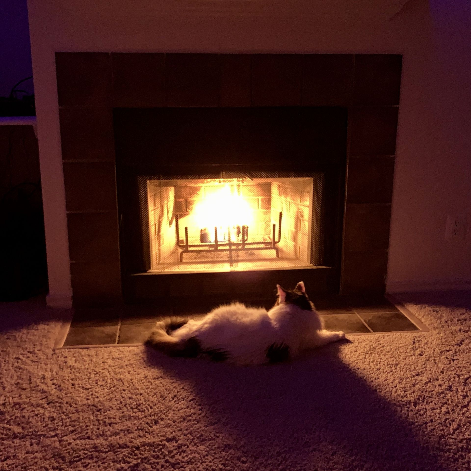 Foxy by the Fire Blank Meme Template