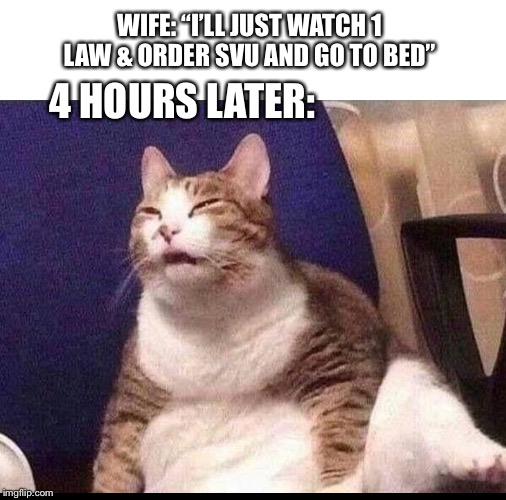 WIFE: “I’LL JUST WATCH 1 LAW & ORDER SVU AND GO TO BED”; 4 HOURS LATER: | image tagged in cats,funny cats,law and order,wife,wives,dad joke | made w/ Imgflip meme maker