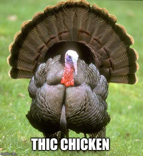 Turkey Meme | THIC CHICKEN | image tagged in memes,turkey | made w/ Imgflip meme maker