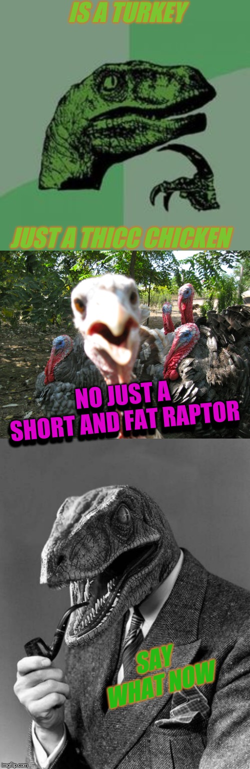 IS A TURKEY; JUST A THICC CHICKEN; NO JUST A SHORT AND FAT RAPTOR; NO JUST A SHORT AND FAT RAPTOR; SAY WHAT NOW | image tagged in classy raptor,turkeys,time raptor | made w/ Imgflip meme maker