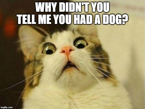 Scared Cat Meme | WHY DIDN'T YOU TELL ME YOU HAD A DOG? | image tagged in memes,scared cat | made w/ Imgflip meme maker