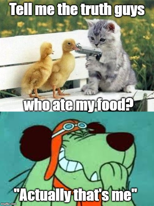 cat threading | Tell me the truth guys; who ate my food? "Actually that's me" | image tagged in funny | made w/ Imgflip meme maker