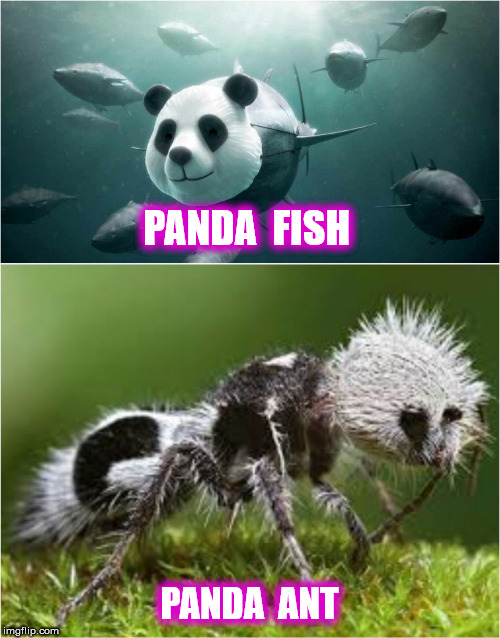 PANDA  FISH PANDA  ANT | made w/ Imgflip meme maker