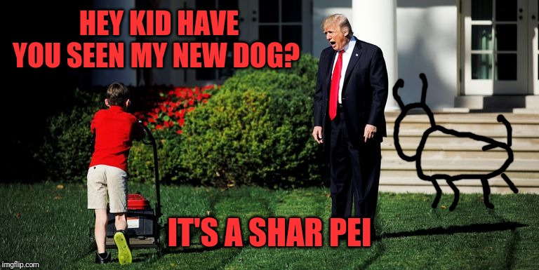 Trump-Kid-Mowing | HEY KID HAVE YOU SEEN MY NEW DOG? IT'S A SHAR PEI | image tagged in trump-kid-mowing | made w/ Imgflip meme maker