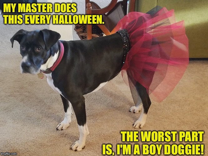 I'm a boy doggie! | image tagged in doggie wearing tutu | made w/ Imgflip meme maker