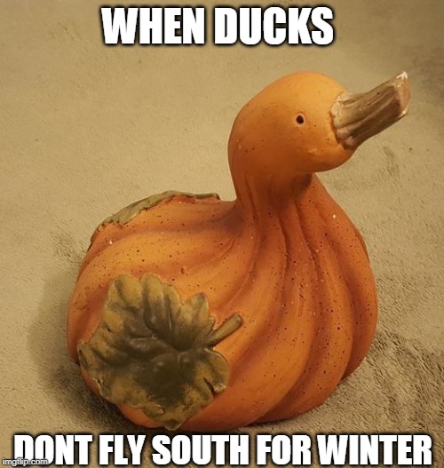 PUMPKIN DUCK | WHEN DUCKS; DONT FLY SOUTH FOR WINTER | image tagged in pumpkin,ducks,spooktober | made w/ Imgflip meme maker