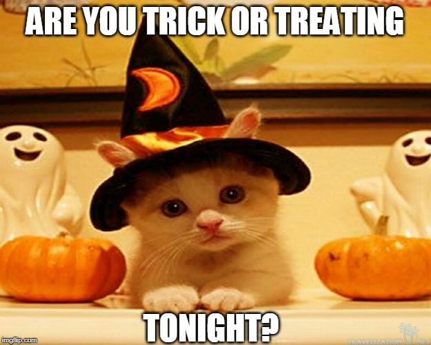 I AM | ARE YOU TRICK OR TREATING; TONIGHT? | image tagged in cats,halloween,spooktober | made w/ Imgflip meme maker