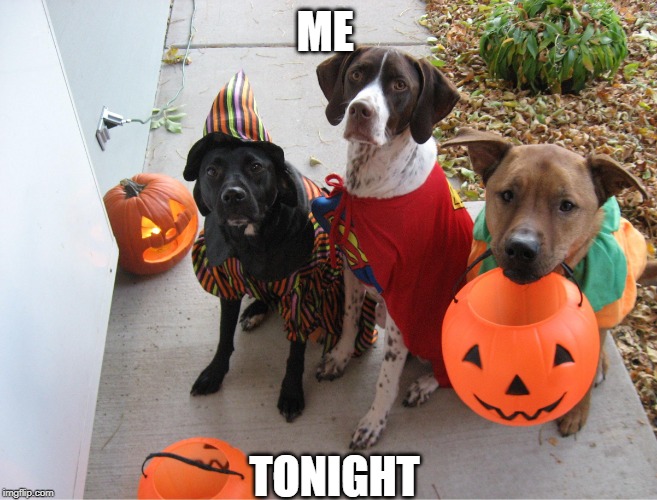 GO GET SOME CANDY! | ME; TONIGHT | image tagged in doge,dogs,halloween,spooktober | made w/ Imgflip meme maker