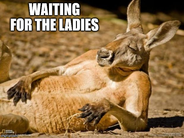 Chillin Kangaroo | WAITING FOR THE LADIES | image tagged in chillin kangaroo | made w/ Imgflip meme maker