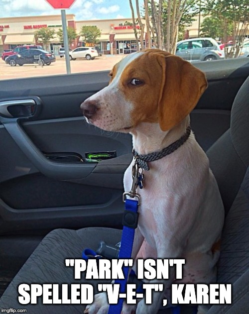 Doggo Knows | "PARK" ISN'T SPELLED "V-E-T", KAREN | image tagged in dogs | made w/ Imgflip meme maker