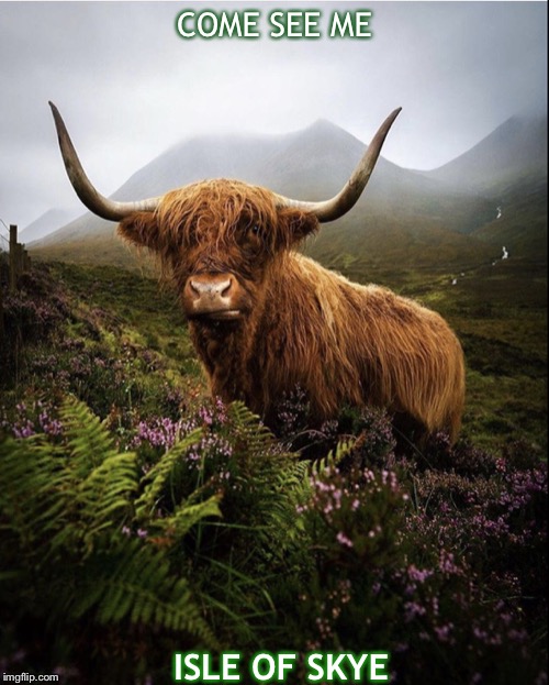 Coo | COME SEE ME; ISLE OF SKYE | image tagged in coo | made w/ Imgflip meme maker