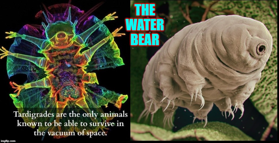THE WATER BEAR | made w/ Imgflip meme maker