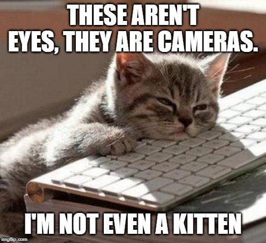 tired cat | THESE AREN'T EYES, THEY ARE CAMERAS. I'M NOT EVEN A KITTEN | image tagged in tired cat | made w/ Imgflip meme maker