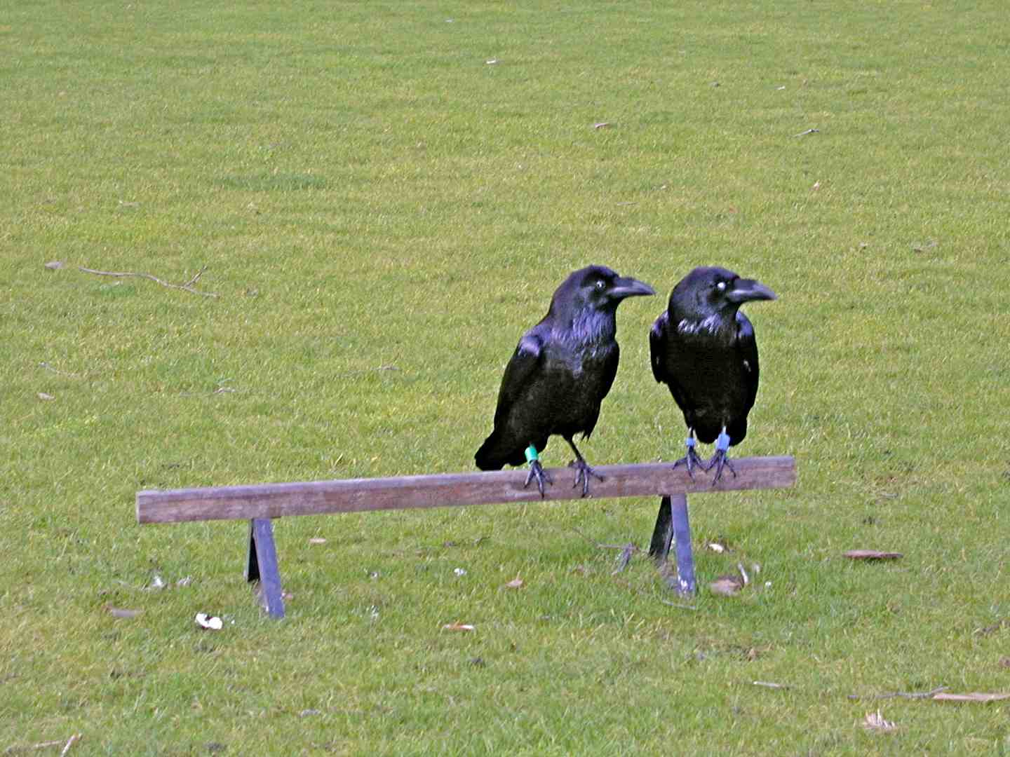 High Quality Two crows Blank Meme Template