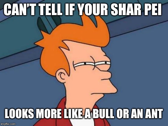Futurama Fry Meme | CAN’T TELL IF YOUR SHAR PEI LOOKS MORE LIKE A BULL OR AN ANT | image tagged in memes,futurama fry | made w/ Imgflip meme maker