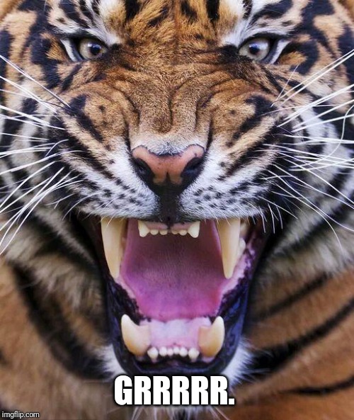 Tiger2 | GRRRRR. | image tagged in tiger2 | made w/ Imgflip meme maker