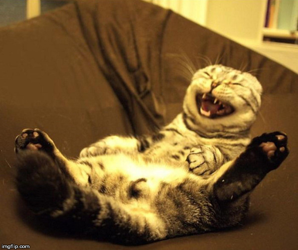 laughing cat | image tagged in laughing cat | made w/ Imgflip meme maker